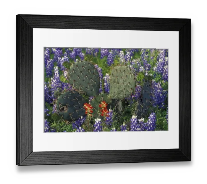 Framed Print : N. A. USA, Texas, Cactus surrounded by Bluebonnets Framed Print : N. A. USA, Texas, Cactus surrounded by Bluebonnets
