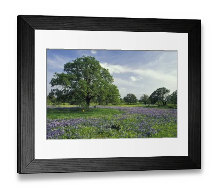 Framed Print : N. A, USA, Texas, Lake Buchanan, Oaks and Blue Bonnets