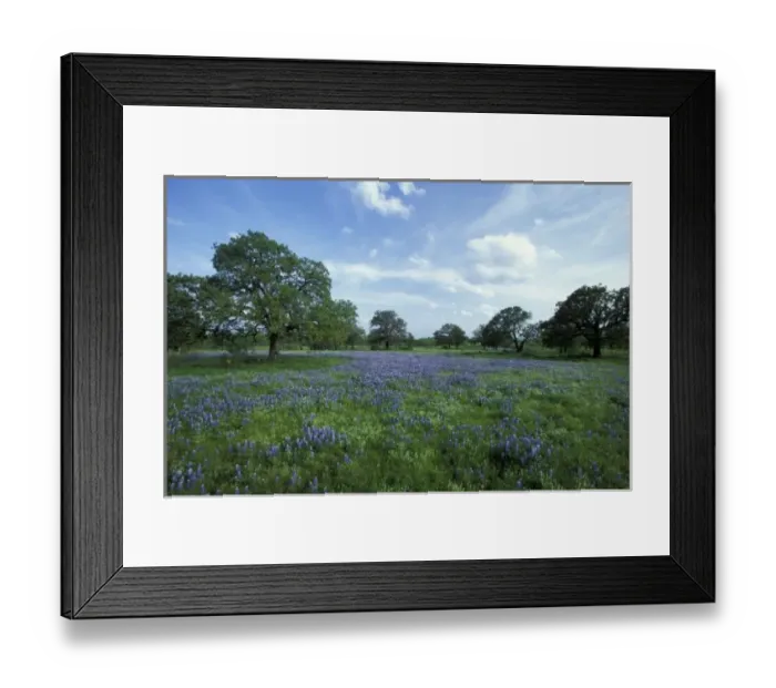 Framed Print : N. A, USA, Texas, Lake Buchanan, Oaks and Blue Bonnets Framed Print : N. A, USA, Texas, Lake Buchanan, Oaks and Blue Bonnets