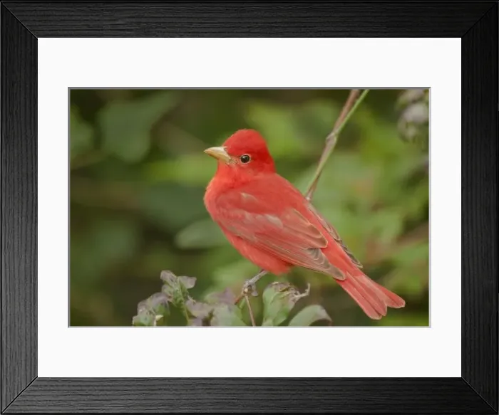Framed Print : USA, Texas, South Padre Island. Close-up of male summer tanager perched on tree limb
