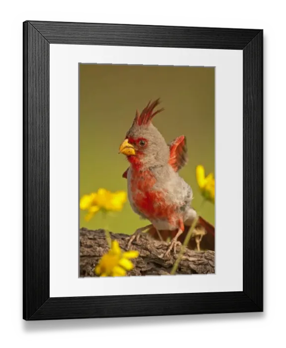 Framed Print : USA, Texas, Hidalgo County. Close-up of male pyrrhuloxia bird Framed Print : USA, Texas, Hidalgo County. Close-up of male pyrrhuloxia bird