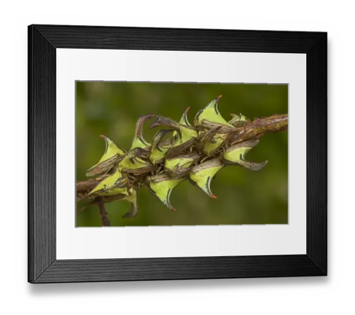 Framed Print : USA, North America, Texas Framed Print : USA, North America, Texas