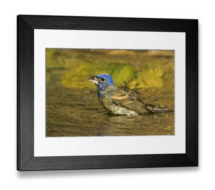 Framed Print : USA, Texas, Rio Grande Valley. Male blue grosbeak bathing Framed Print : USA, Texas, Rio Grande Valley. Male blue grosbeak bathing