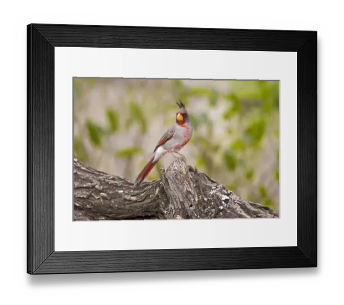 Framed Print : USA, Texas, Mission Framed Print : USA, Texas, Mission