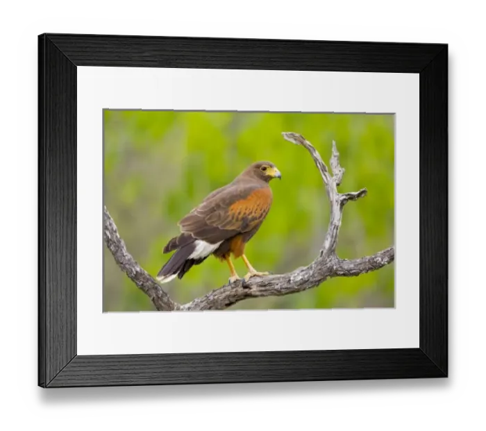 Framed Print : USA, North America, Texas Framed Print : USA, North America, Texas