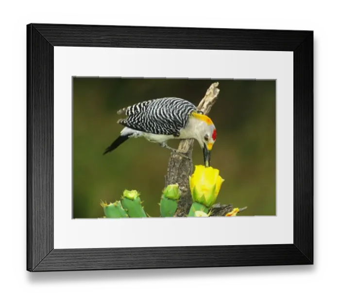 Framed Print : USA, Texas, Rio Grande Valley, McAllen. Male gold-fronted woodpecker feeding on pollen Framed Print : USA, Texas, Rio Grande Valley, McAllen. Male gold-fronted woodpecker feeding on pollen
