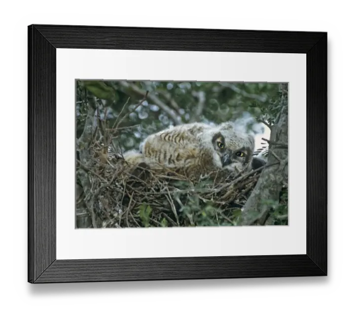 Framed Print : USA, Texas, Rio Framed Print : USA, Texas, Rio