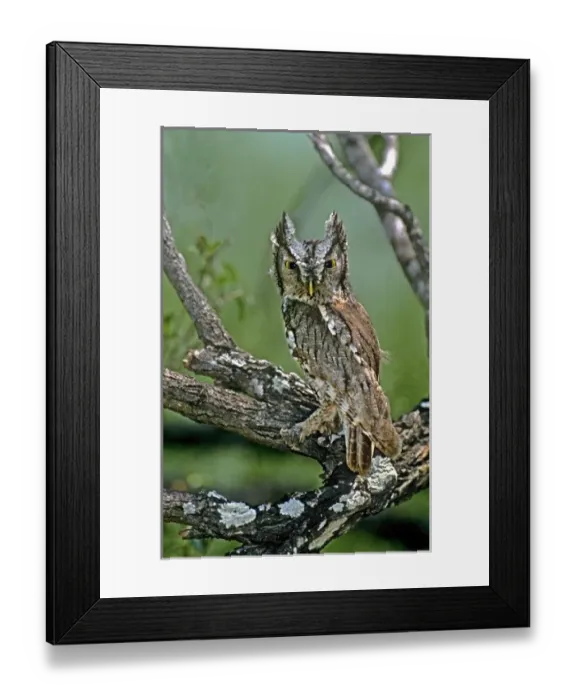 Framed Print : USA, Texas, Rio Grande Valley, McAllen. Eastern screech owl perched in lichen-covered mesquite tree