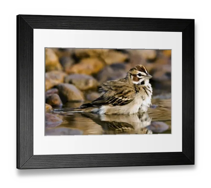 Framed Print : USA, Texas, Rio Grande Valley, McAllen. Close-up of lark sparrow bathing in small pond Framed Print : USA, Texas, Rio Grande Valley, McAllen. Close-up of lark sparrow bathing in small pond