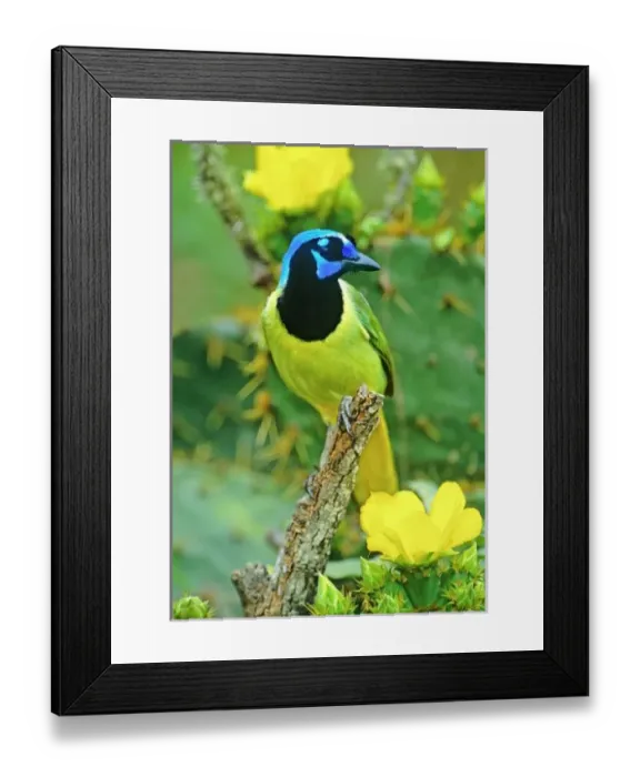 Framed Print : USA, Texas, Rio