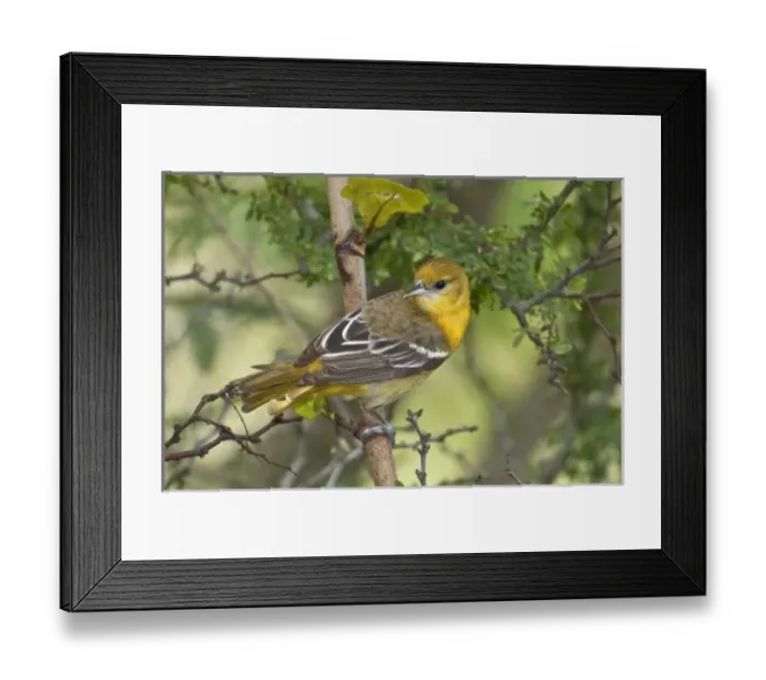 Framed Print : USA, North America, Texas