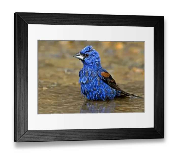 Framed Print : USA, North America, Texas Framed Print : USA, North America, Texas