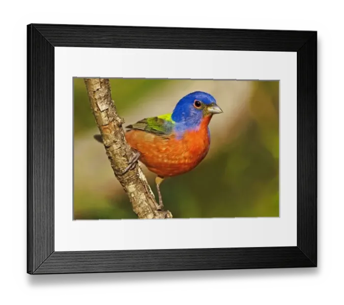 Framed Print : USA, Texas, Rio Framed Print : USA, Texas, Rio