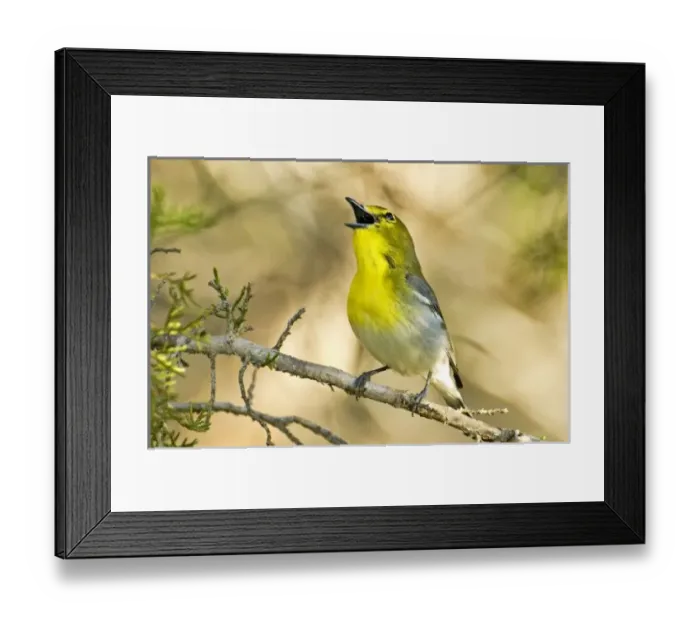 Framed Print : USA, North America, Texas