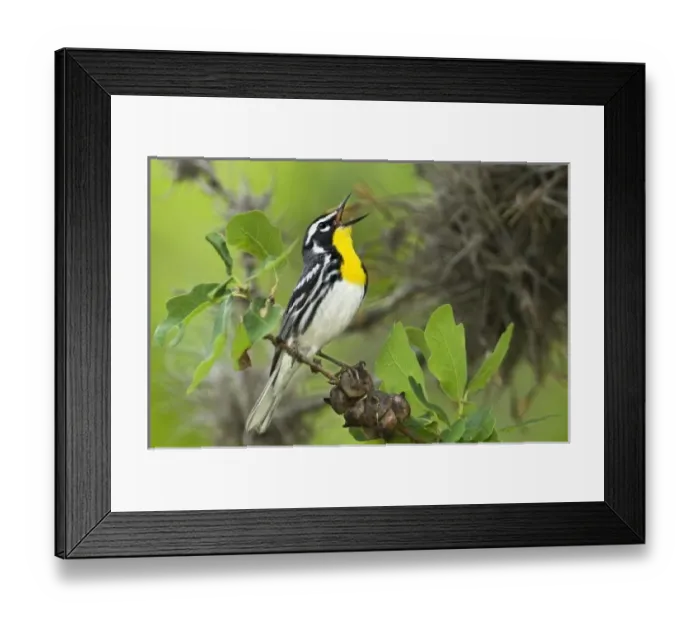 Framed Print : USA, North America, Texas Framed Print : USA, North America, Texas