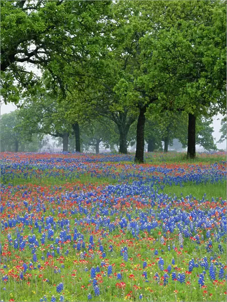 Texas, Texas Hill Country, Texas Paintbrush and Bluebonnets beneath oak trees