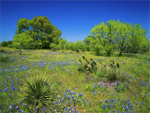 Texas, Texas Hill Country, Low bladderpod, bluebonnets, oak and mesquite tree