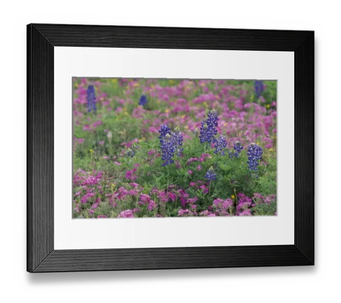 Framed Print : USA, Texas Hill Country. Bluebonnets among phlox Framed Print : USA, Texas Hill Country. Bluebonnets among phlox