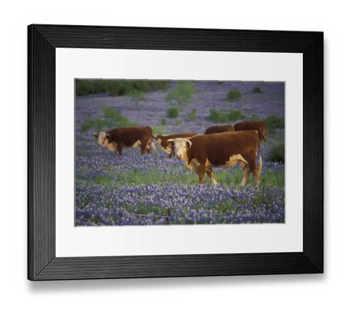 Framed Print : USA, Texas, Texas Hill Country, Hereford Cattle in large meadow of Bluebonnets Framed Print : USA, Texas, Texas Hill Country, Hereford Cattle in large meadow of Bluebonnets