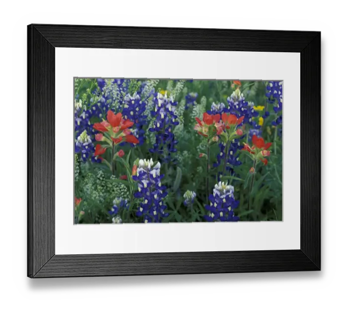 Framed Print : USA, Texas Hill Country. Bluebonnets and Paintbrush in bloom