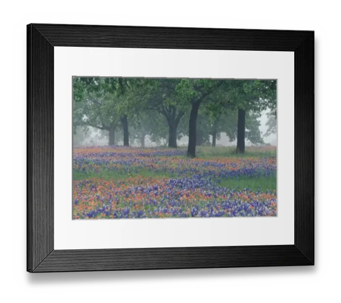 Framed Print : USA, Texas, Texas Hill Country Expansive field of Texas Paintbrush and bluebonnets Framed Print : USA, Texas, Texas Hill Country Expansive field of Texas Paintbrush and bluebonnets
