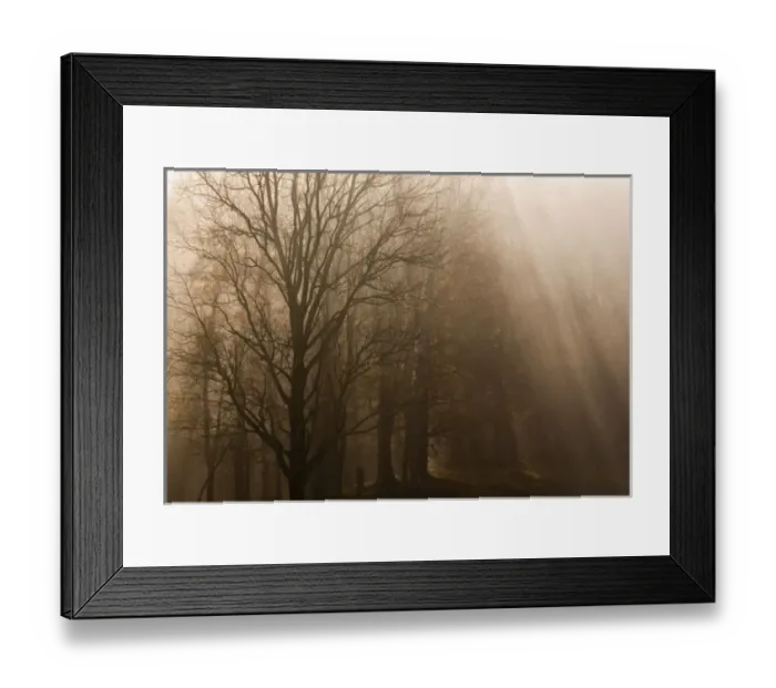 Framed Print : USA Great Smoky Mountain NP Tennessee trees in fog with rays of light Framed Print : USA Great Smoky Mountain NP Tennessee trees in fog with rays of light