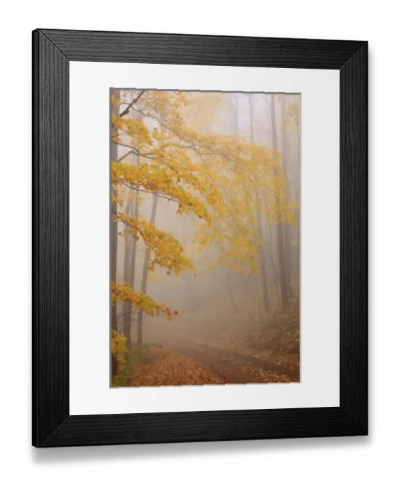 Framed Print : Fog and Autumn Framed Print : Fog and Autumn