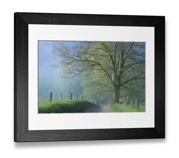 Framed Print : N. A. USA, Tennessee, Smokey Mts. National Park, Foggy road with oak tree Framed Print : N. A. USA, Tennessee, Smokey Mts. National Park, Foggy road with oak tree