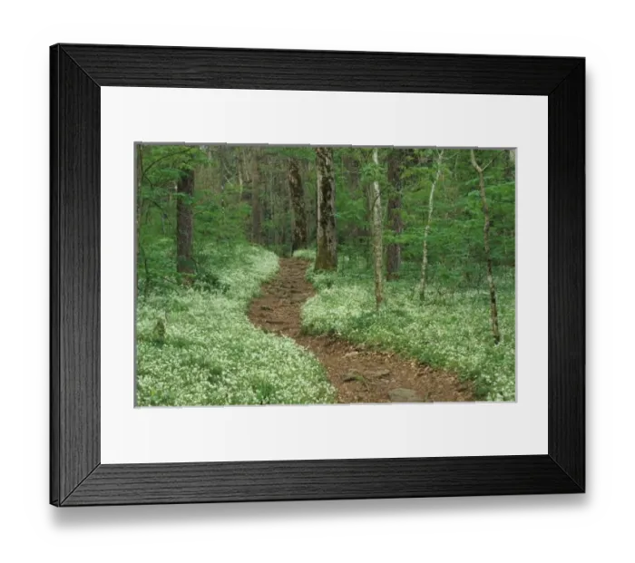 Framed Print : USA, Tennessee, Great Smoky Mountains NP, Footpath through Fringed Phacelia flowers Framed Print : USA, Tennessee, Great Smoky Mountains NP, Footpath through Fringed Phacelia flowers