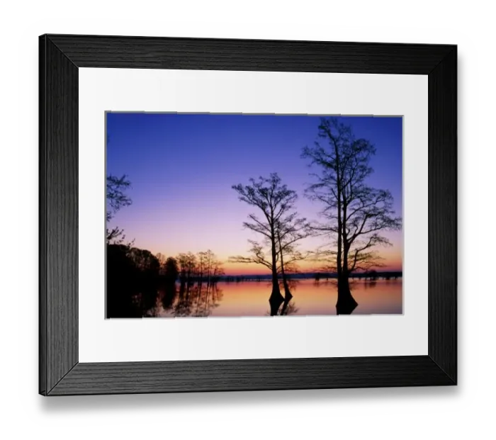Framed Print : Bald cypress trees silhouetted at sunset, Taxodium distichum, Reelfoot National Wildlife Refuge Framed Print : Bald cypress trees silhouetted at sunset, Taxodium distichum, Reelfoot National Wildlife Refuge