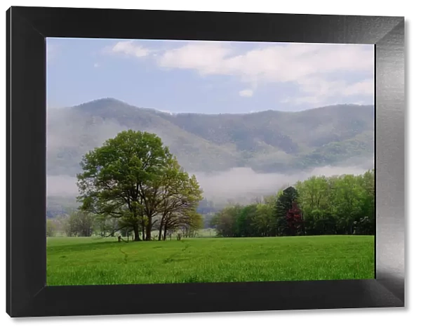 Misty meadow and Rich Mountain, Cades Cove, Great Smoky Mountains National Park