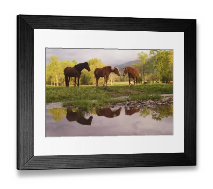 Framed Print : Horses reflected Framed Print : Horses reflected