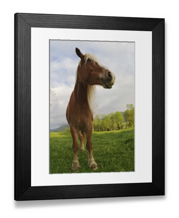 Framed Print : Horses grazing