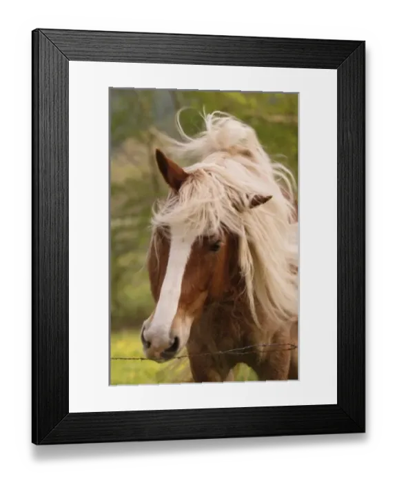 Framed Print : Horses grazing Framed Print : Horses grazing