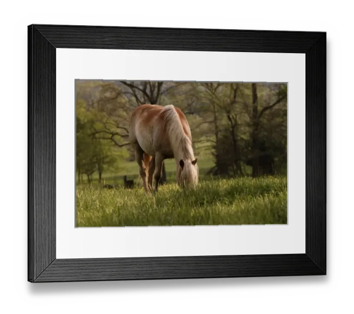 Framed Print : Horses grazing in meadow, Cades Cove, Great Smoky Mountains National Park, Tennessee Framed Print : Horses grazing in meadow, Cades Cove, Great Smoky Mountains National Park, Tennessee