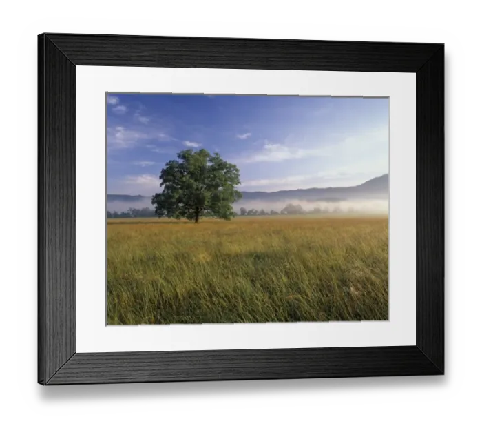 Framed Print : USA, Tennessee. Great Smokey Mountains National Park, Cades Cove. Large Bur oak tree Framed Print : USA, Tennessee. Great Smokey Mountains National Park, Cades Cove. Large Bur oak tree