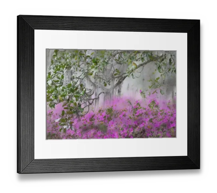 Framed Print : Digital Composite of Azaleas and magnolia tree branch, Charleston, South Carolina Framed Print : Digital Composite of Azaleas and magnolia tree branch, Charleston, South Carolina
