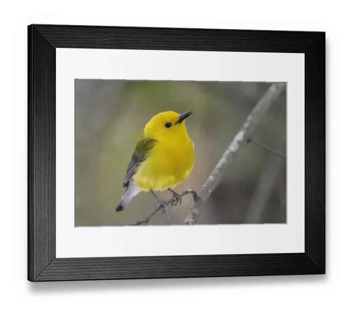 Framed Print : USA, North America, South Carolina Framed Print : USA, North America, South Carolina