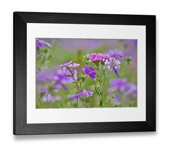 Framed Print : USA, North America, South Carolina