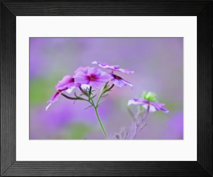Framed Print : Close-up of Drummond Phlox, Phlox drummondi, Hilton Head Island, South Carolina Framed Print : Close-up of Drummond Phlox, Phlox drummondi, Hilton Head Island, South Carolina
