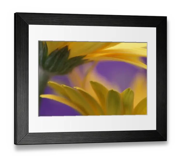Framed Print : USA, Pennsylvania. Yellow Gerbera Daisies, close up, purple background. Credit as Framed Print : USA, Pennsylvania. Yellow Gerbera Daisies, close up, purple background. Credit as