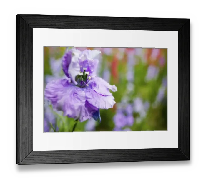 Framed Print : USA, Oregon, Willamette Valley, Larkspur Close up growing in Mass Framed Print : USA, Oregon, Willamette Valley, Larkspur Close up growing in Mass