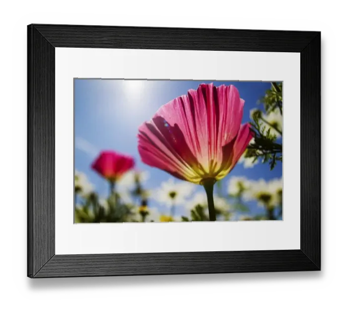 Framed Print : USA, Oregon, Willamette Valley, Close UP of California Poppy With Blue Sky Framed Print : USA, Oregon, Willamette Valley, Close UP of California Poppy With Blue Sky