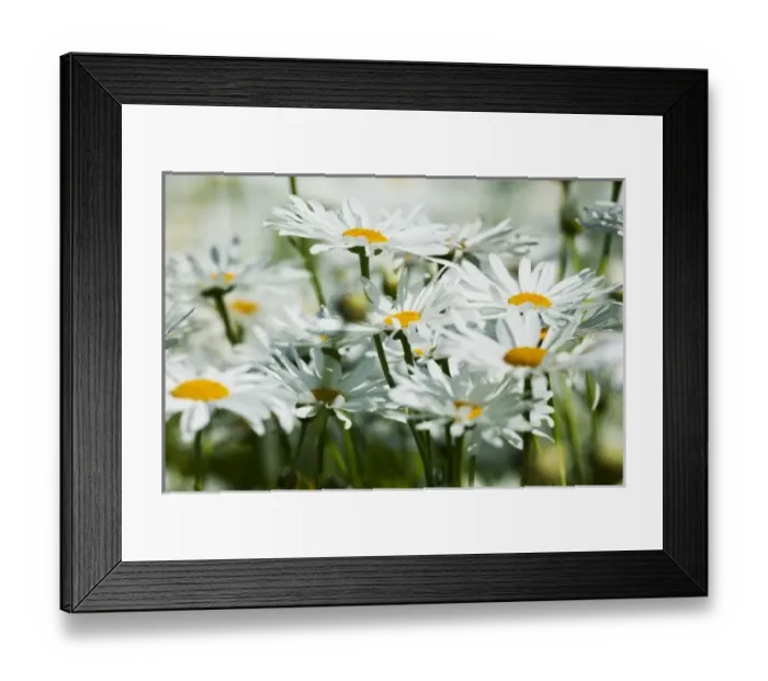 Framed Print : USA, Oregon, Willamette Valley, Selective Focus Dasies blooming in mass