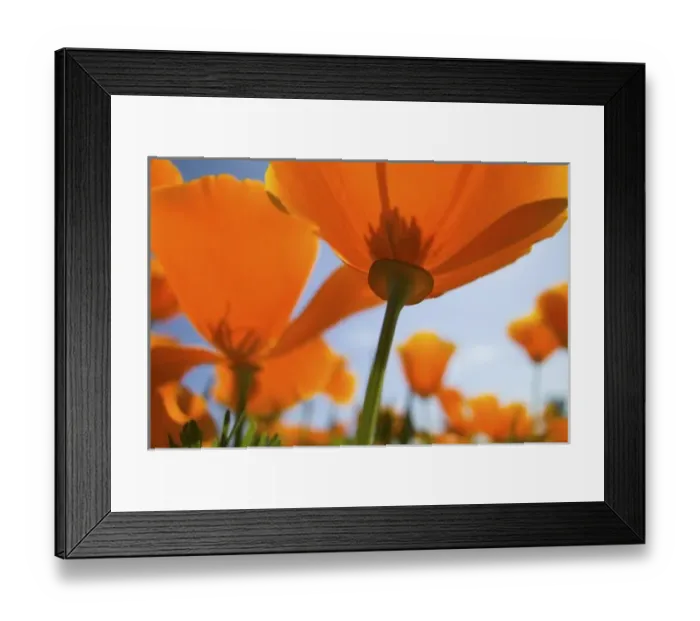 Framed Print : USA, Oregon, Willamette Valley, Close UP of California Poppy With Blue Sky Framed Print : USA, Oregon, Willamette Valley, Close UP of California Poppy With Blue Sky