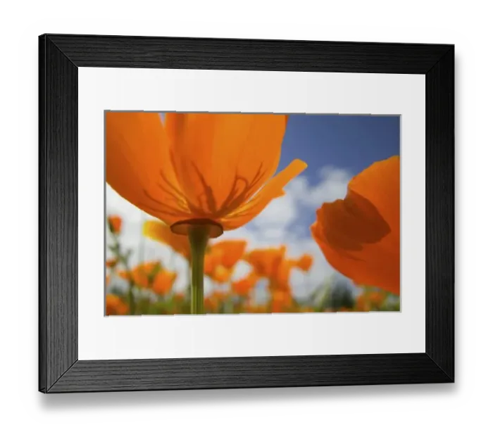Framed Print : USA, Oregon, Willamette Valley, Close UP of California Poppy With Blue Sky Framed Print : USA, Oregon, Willamette Valley, Close UP of California Poppy With Blue Sky
