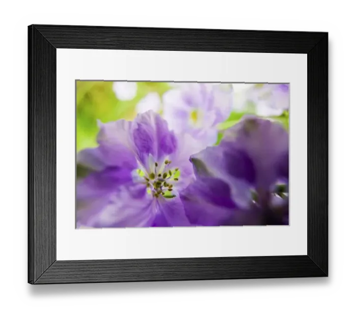 Framed Print : USA, Oregon, Willamette Valley, Larkspur Close up growing in Mass Framed Print : USA, Oregon, Willamette Valley, Larkspur Close up growing in Mass