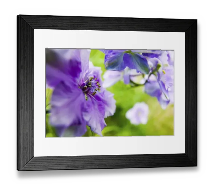 Framed Print : USA, Oregon, Willamette Valley, Larkspur Close up growing in Mass Framed Print : USA, Oregon, Willamette Valley, Larkspur Close up growing in Mass