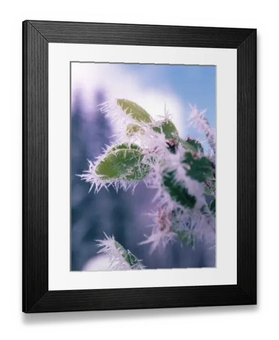 Framed Print : Hoar Frost on roadside shrubs, Central Oregon
