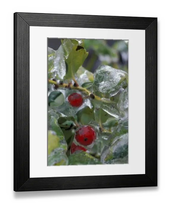 Framed Print : NA, USA, Oregon, near Hood River Ice-coated shrubs after storm Framed Print : NA, USA, Oregon, near Hood River Ice-coated shrubs after storm